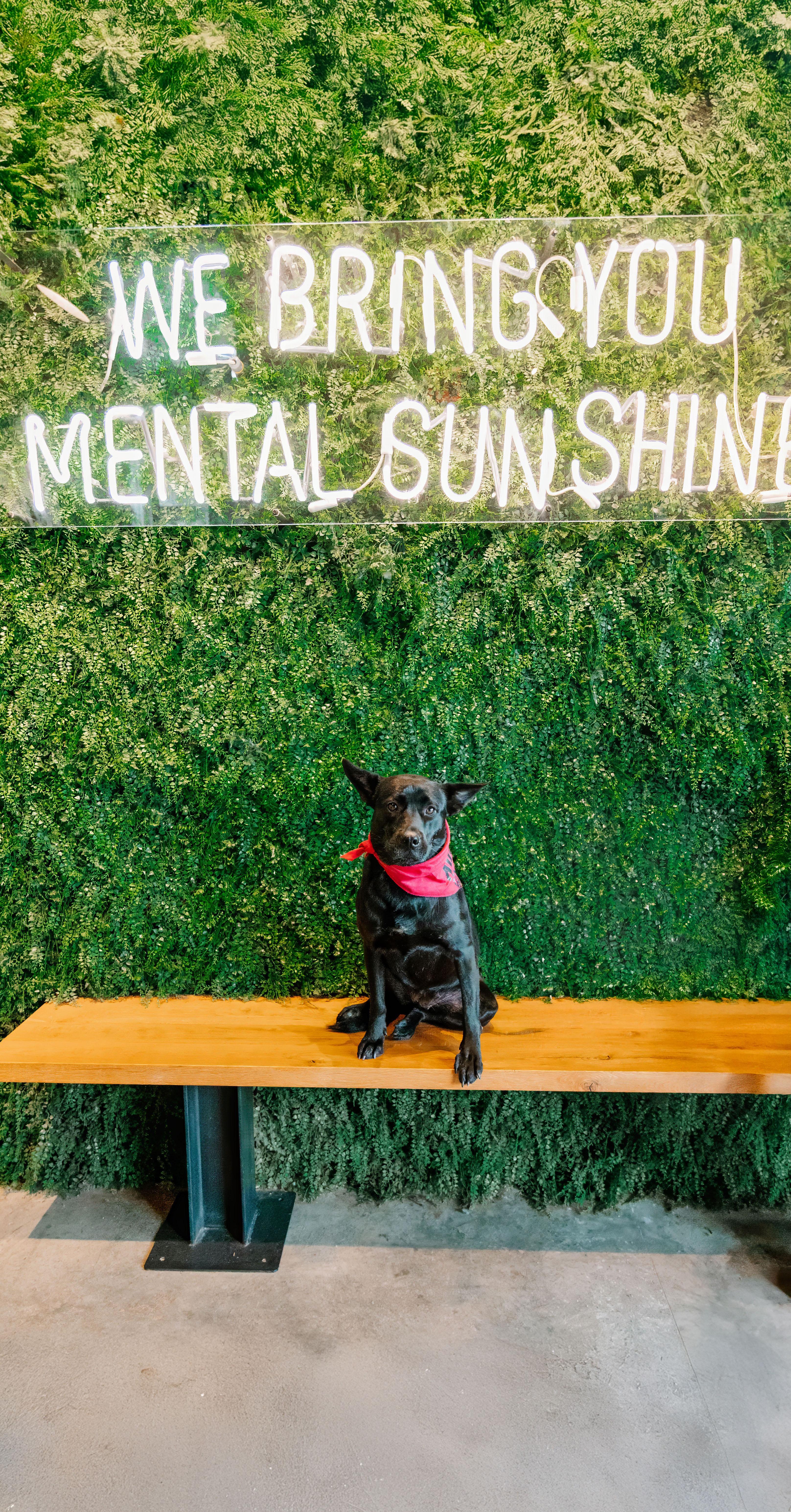 Parfait, a Adoptable mixed breed in Rock Hill, SC image 2/5