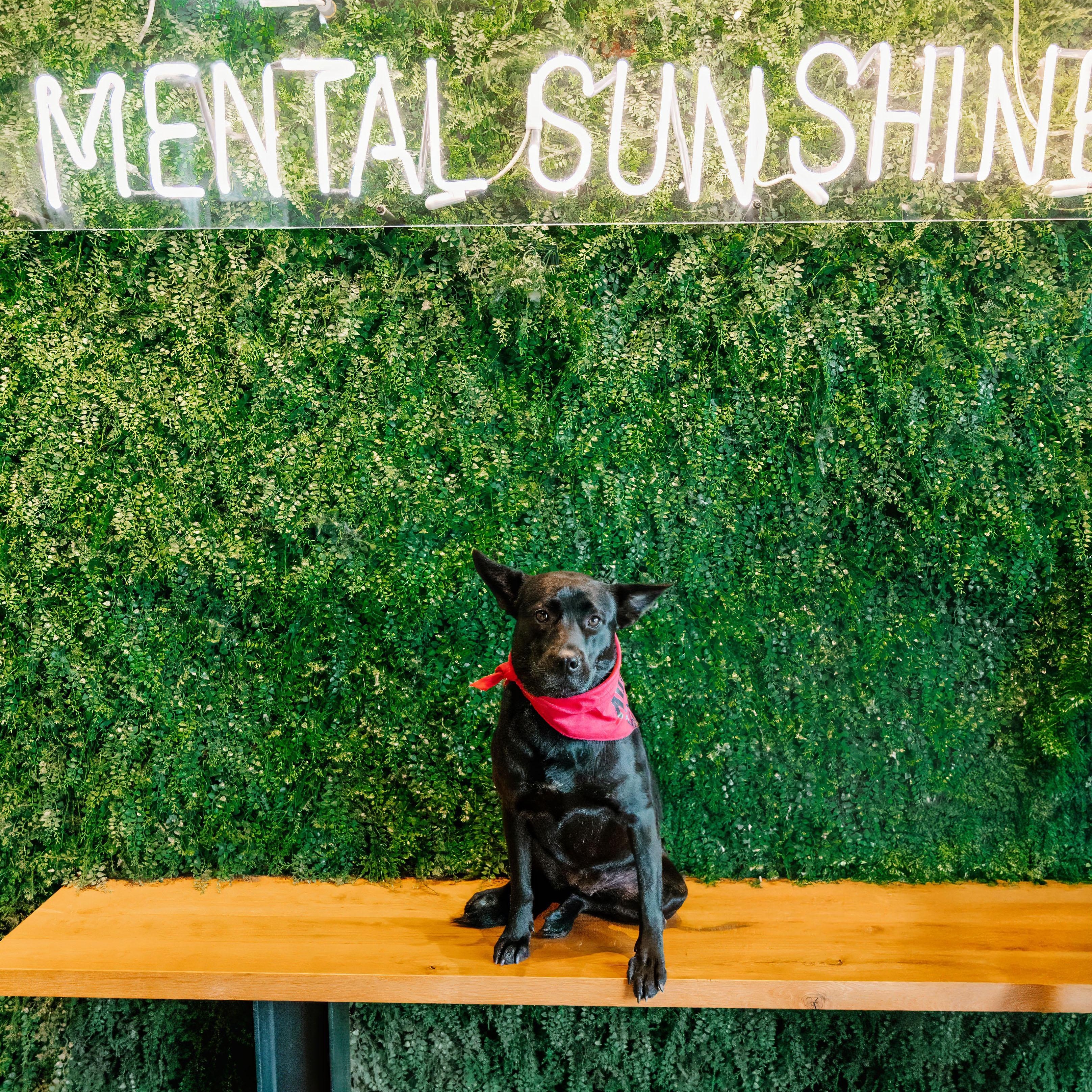 Enlarge Parfait, a Adoptable mixed breed in Rock Hill, SC image 3/5