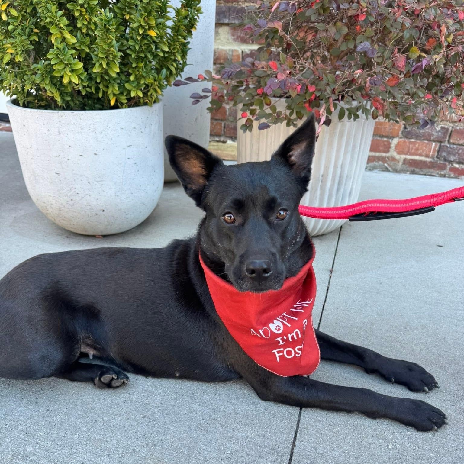 Parfait, Adoptable, Young Female Australian Kelpie.