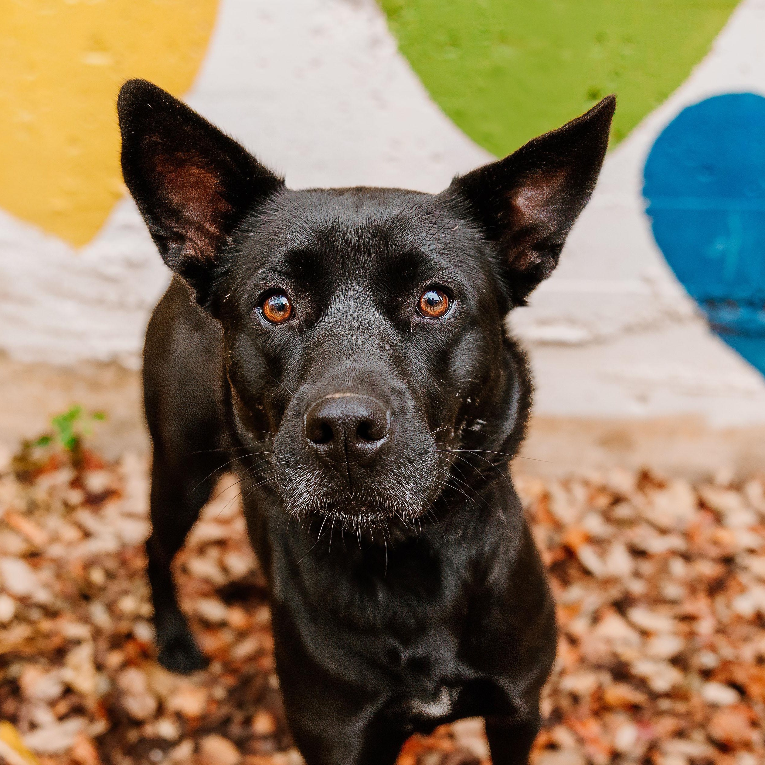 Enlarge Parfait, a Adoptable mixed breed in Rock Hill, SC image 4/5