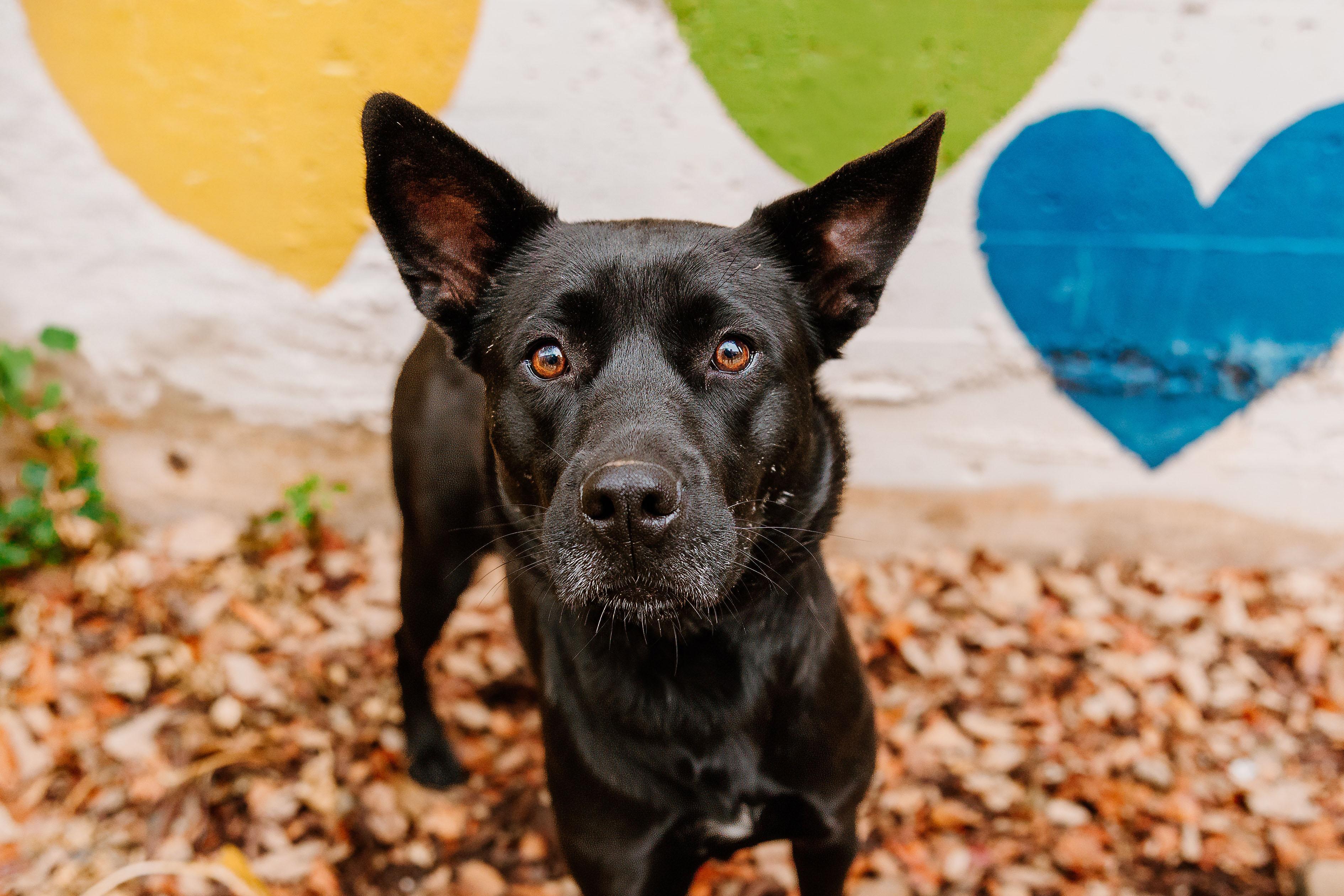 Parfait, a Adoptable mixed breed in Rock Hill, SC image 3/5