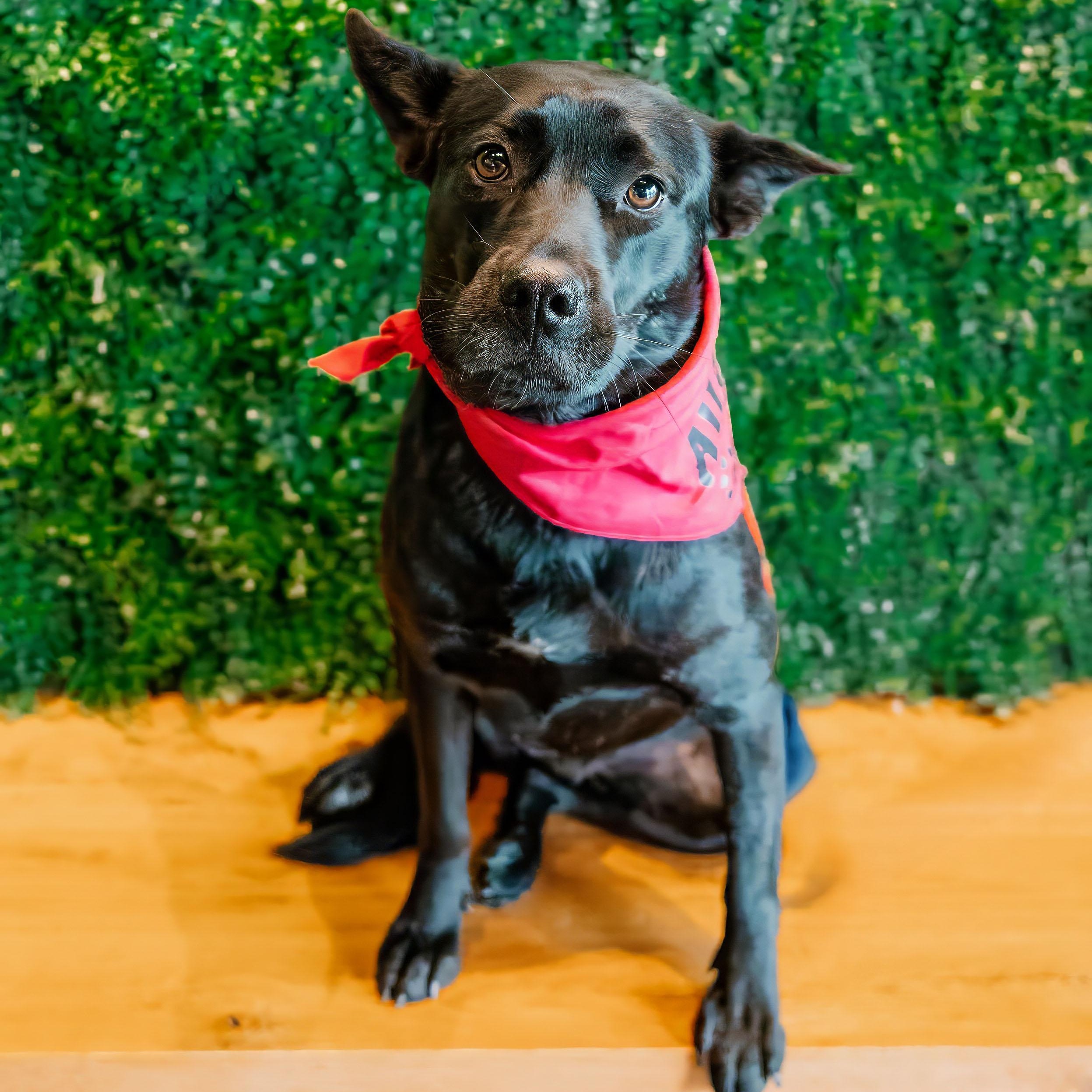 Parfait, a Adoptable mixed breed in Rock Hill, SC image 4/5