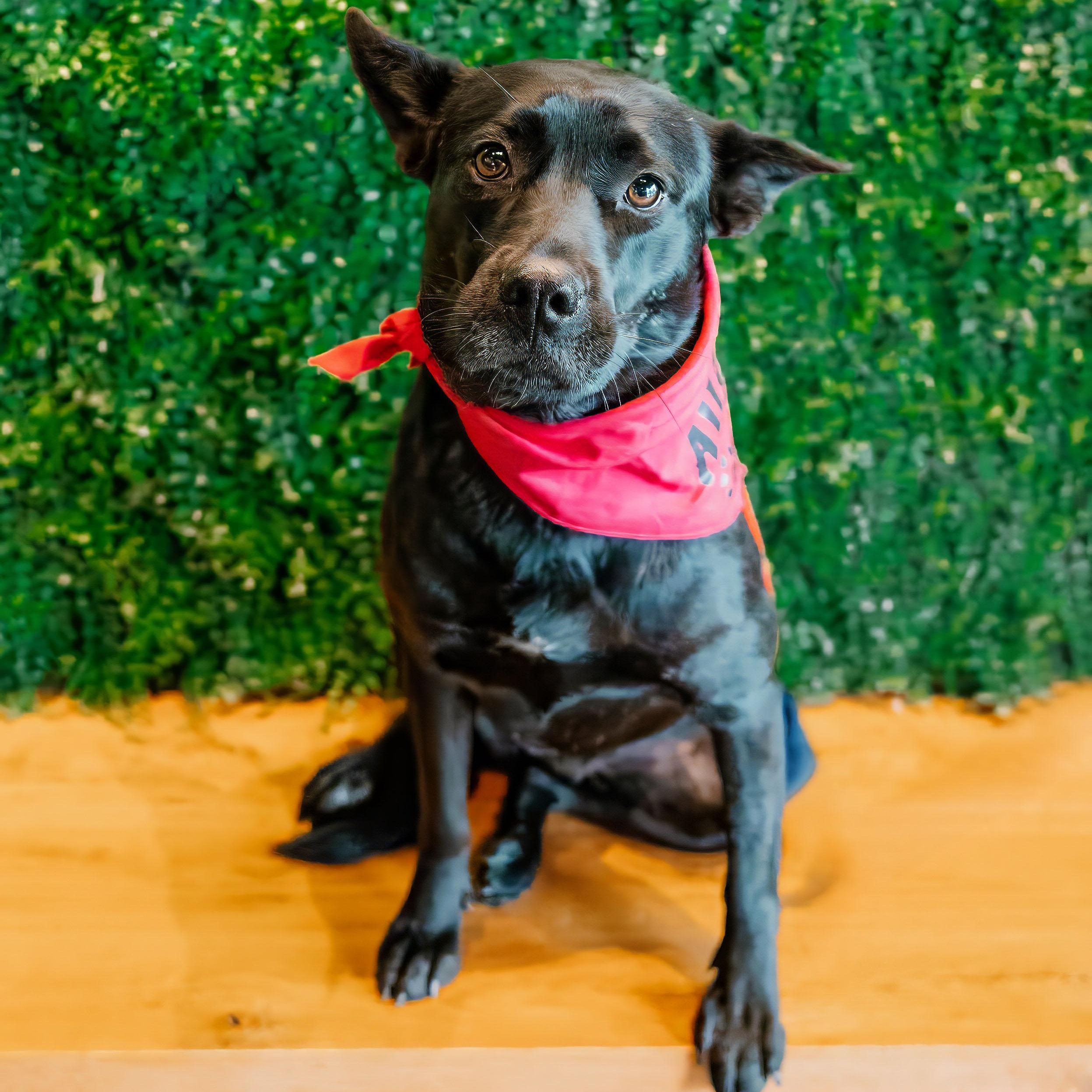 Enlarge Parfait, a Adoptable mixed breed in Rock Hill, SC image 1/5