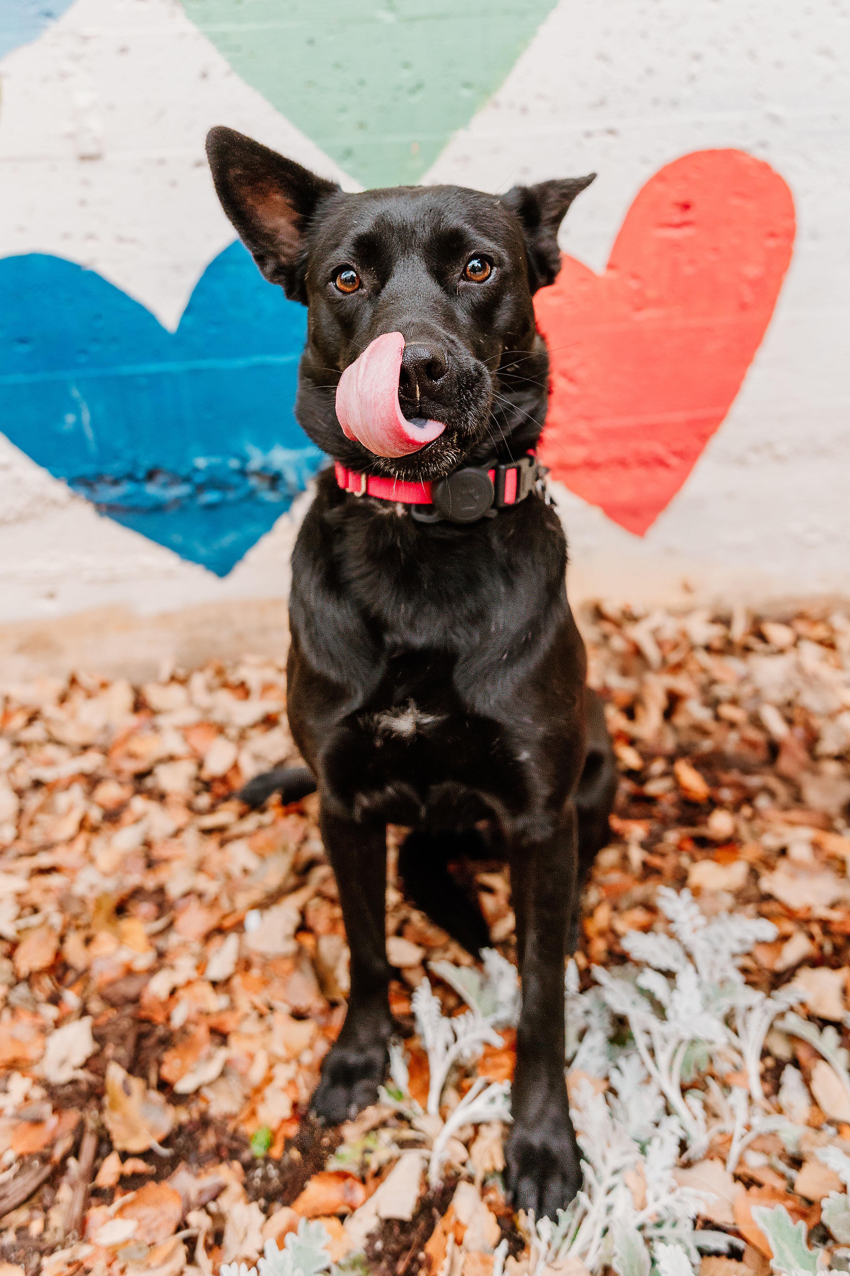 Parfait, Adoptable, Young Female Australian Kelpie.