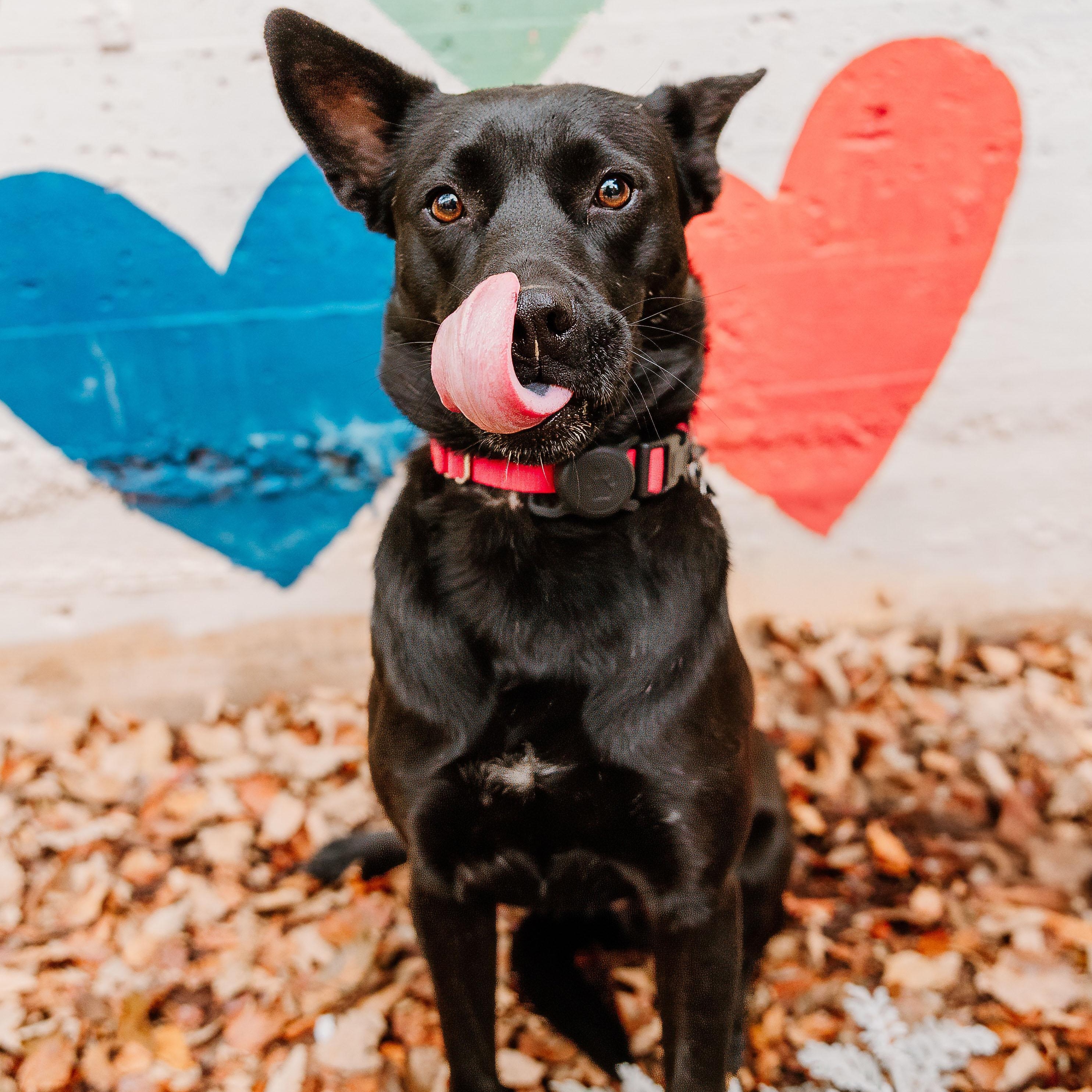 Enlarge Parfait, a Adoptable mixed breed in Rock Hill, SC image 5/5