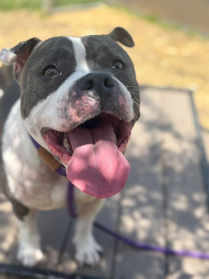 Coachella, ADOPTABLE, Adult Female Pit Bull Terrier.