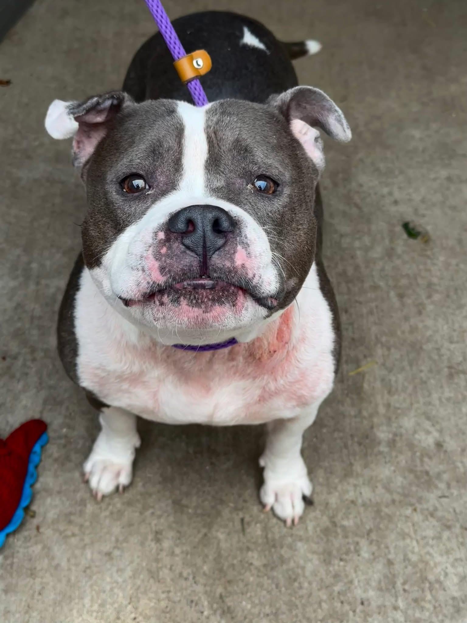 Enlarge Coachella, a ADOPTABLE Pit Bull Terrier in Chicago, IL image 2/5