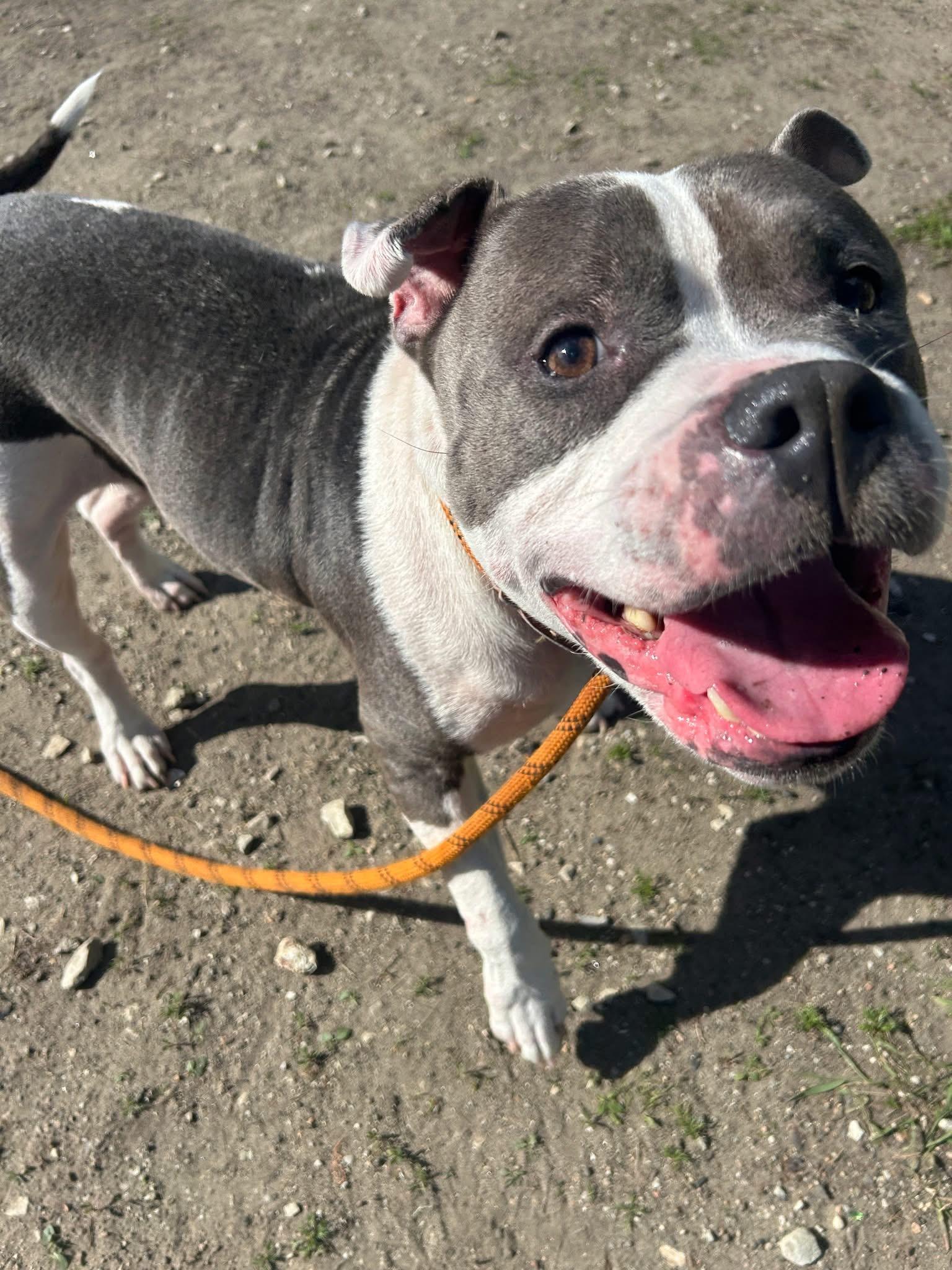 Enlarge Coachella, a ADOPTABLE Pit Bull Terrier in Chicago, IL image 4/5