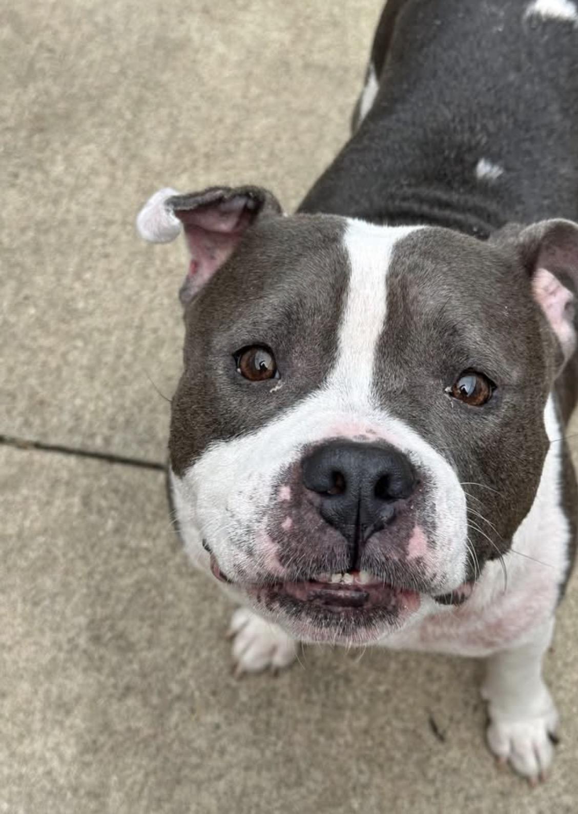 Enlarge Coachella, a ADOPTABLE Pit Bull Terrier in Chicago, IL image 3/5