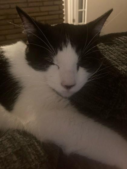 Enlarge Stevie, a ADOPTABLE Domestic Short Hair in Edmond, OK image 2/2