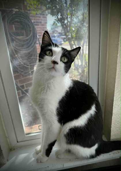 Stevie, ADOPTABLE, Adult Male Domestic Short Hair.