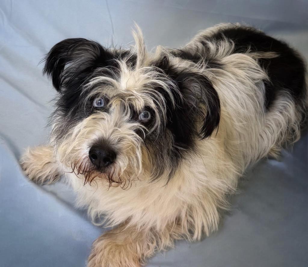 Rodknee, ADOPTABLE, Adult Male Pembroke Welsh Corgi & Australian Shepherd.