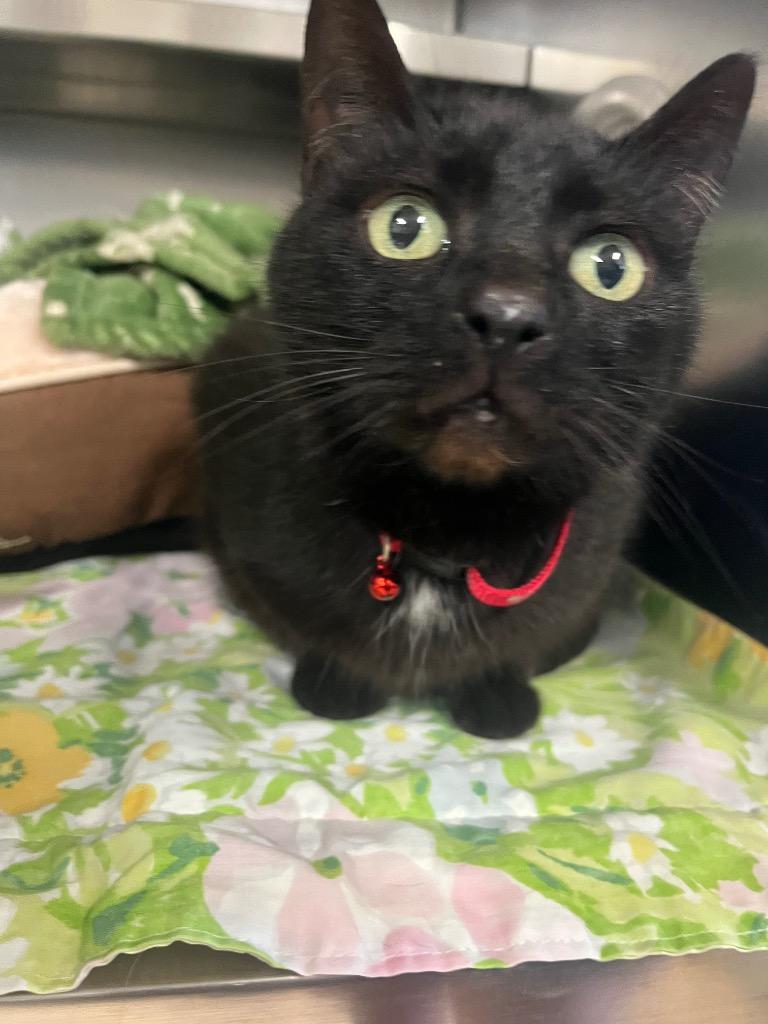 Enlarge Squirrel, a Adoptable mixed breed in Mineral, VA image 1/1
