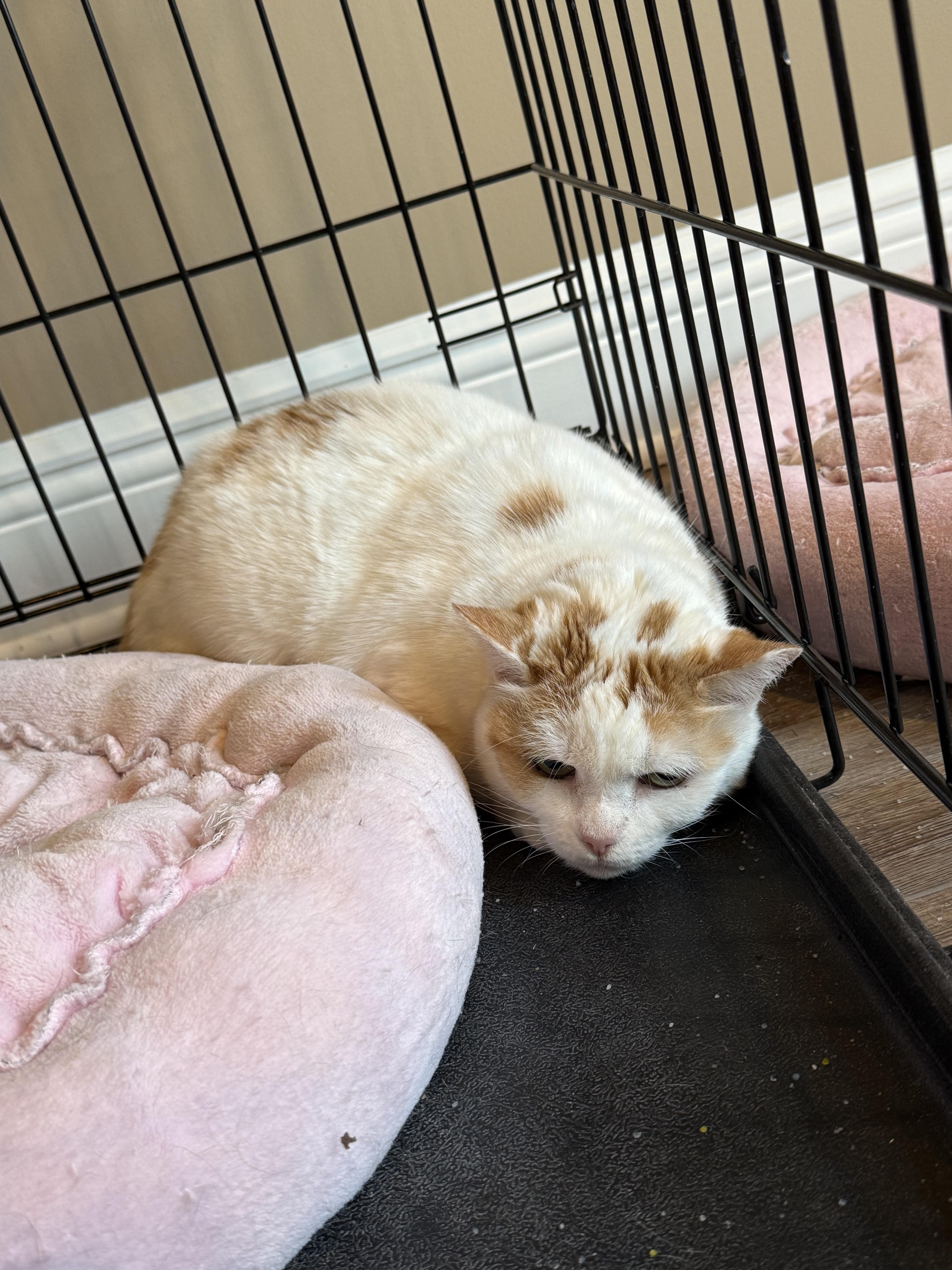 Enlarge Snowflake, a Adoptable mixed breed in Chattanooga, TN image 1/1