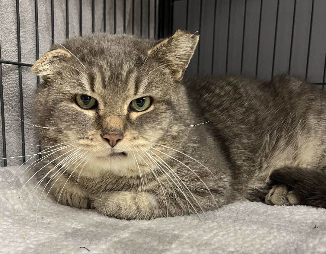 Van Gogh, a Adoptable Tabby in Columbus, OH image 3/6