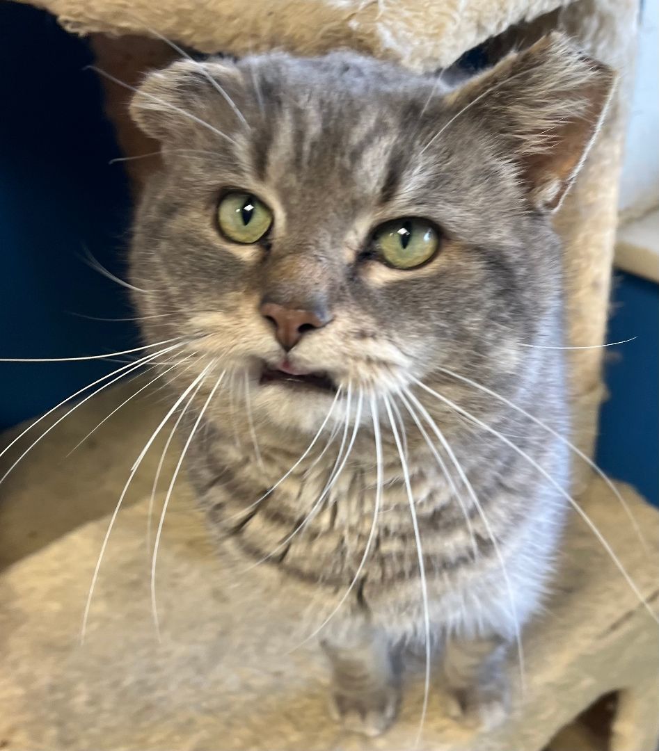 Van Gogh, a Adoptable Tabby in Columbus, OH image 1/6