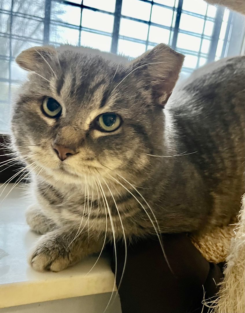 Van Gogh, a Adoptable Tabby in Columbus, OH image 4/6