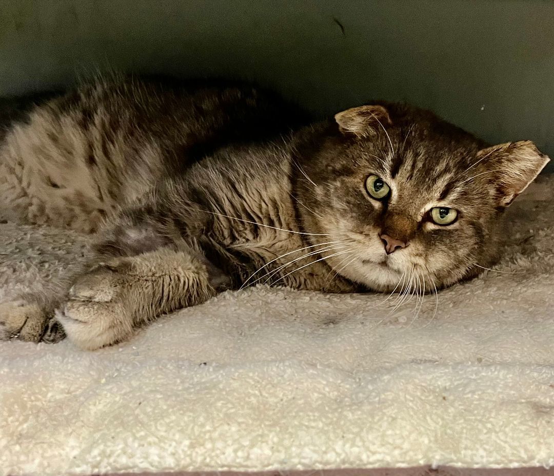 Van Gogh, a Adoptable Tabby in Columbus, OH image 5/6