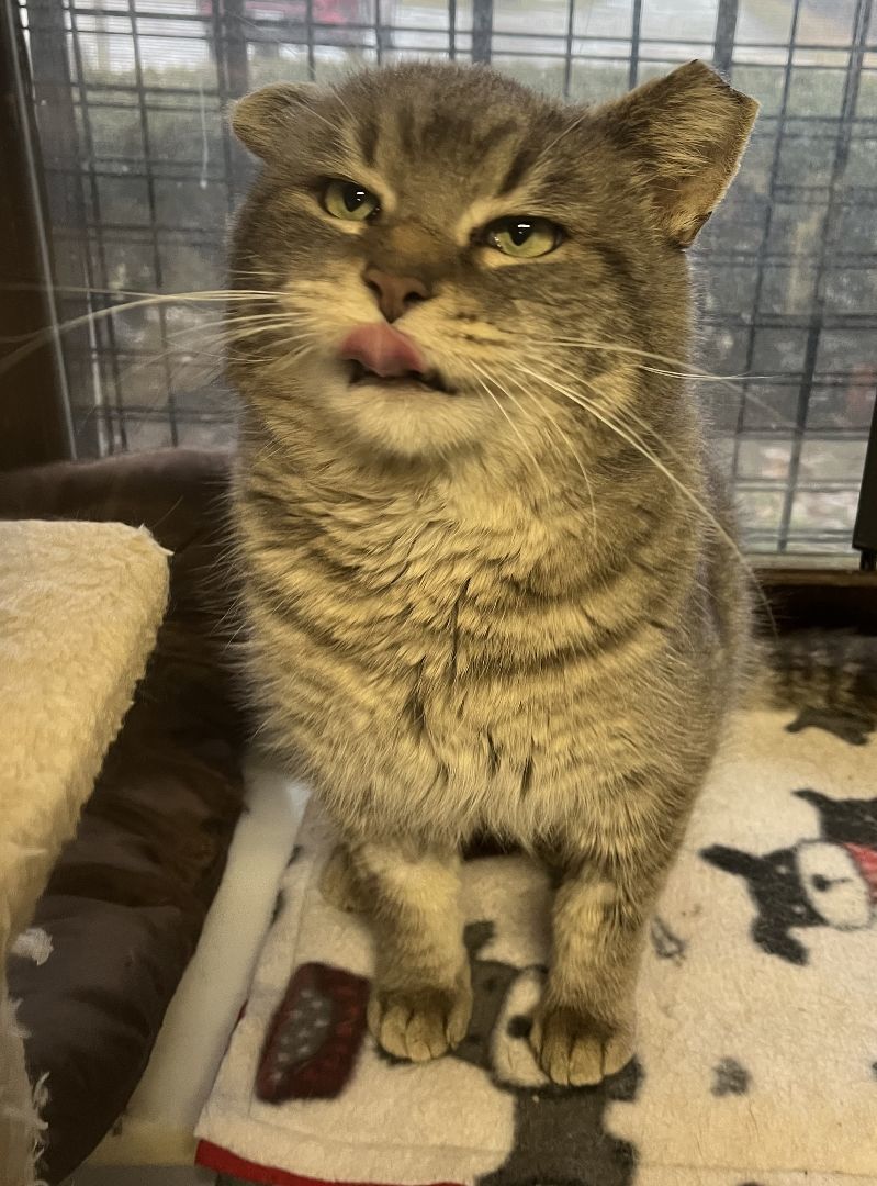 Van Gogh, a Adoptable Tabby in Columbus, OH image 6/6