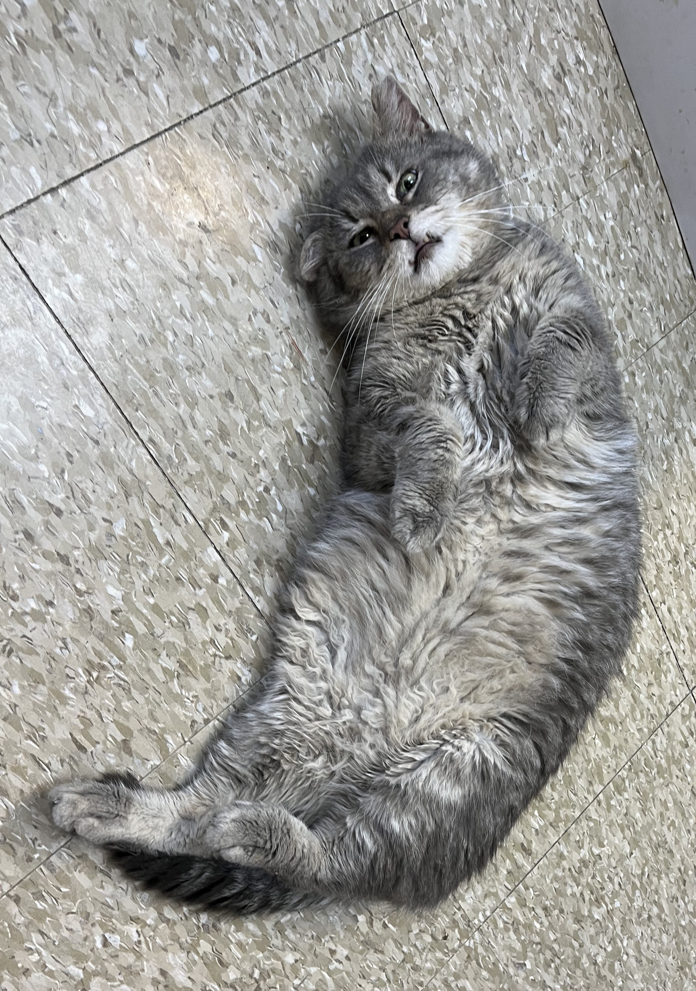 Van Gogh, a Adoptable Tabby in Columbus, OH image 2/6