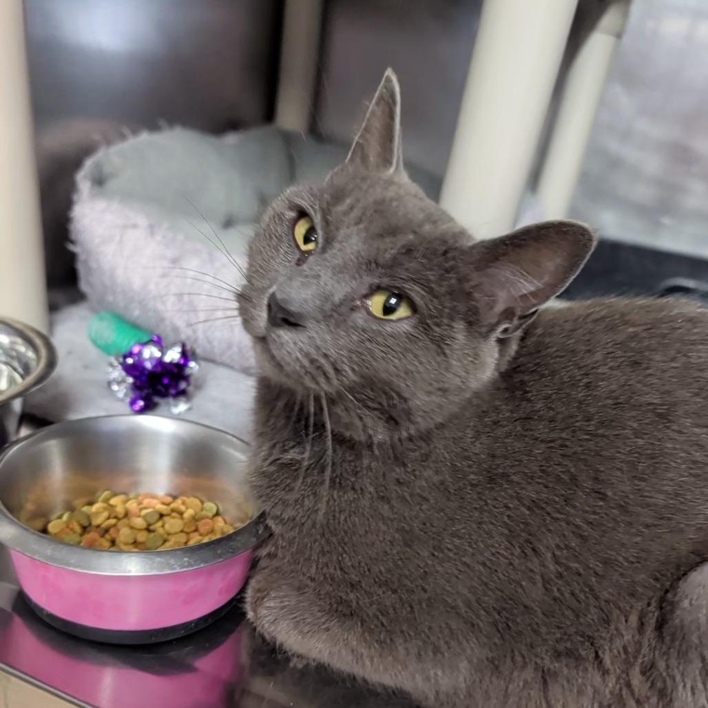 Enlarge Mystery, a ADOPTABLE Domestic Short Hair in Cape Girardeau, MO image 1/2