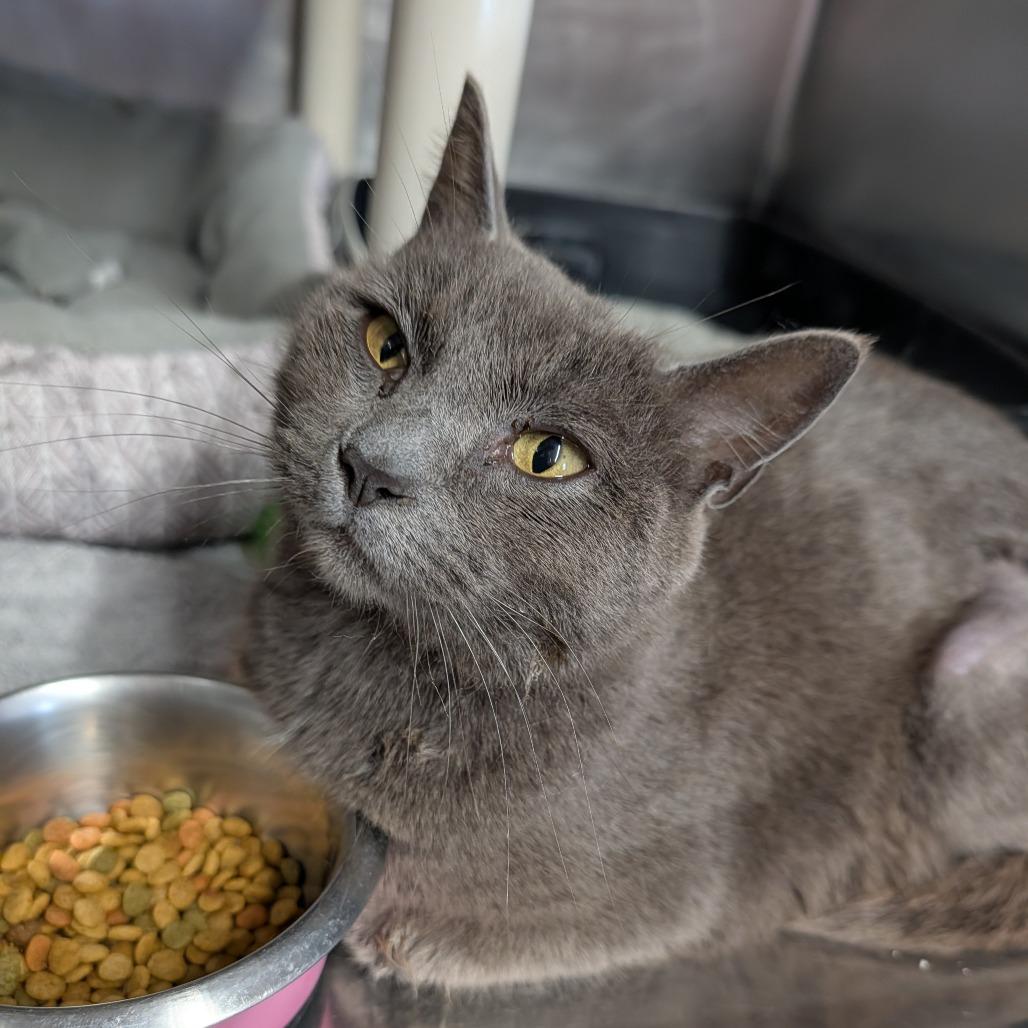 Enlarge Mystery, a ADOPTABLE Domestic Short Hair in Cape Girardeau, MO image 2/2