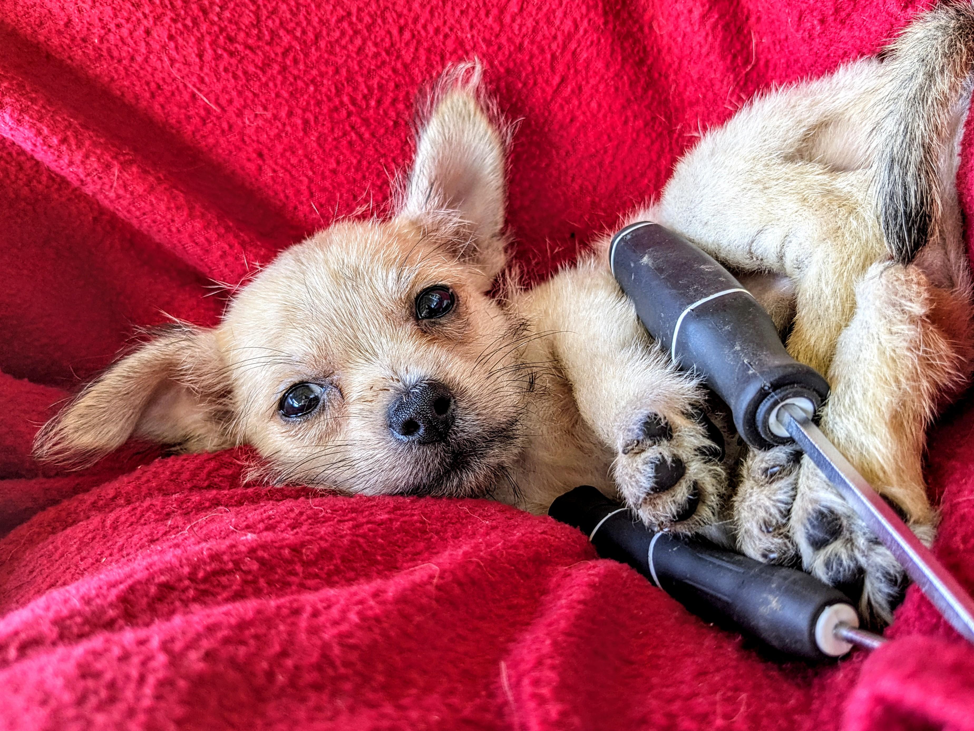 Anakin, a Adoptable mixed breed in Richmond, KY image 1/3