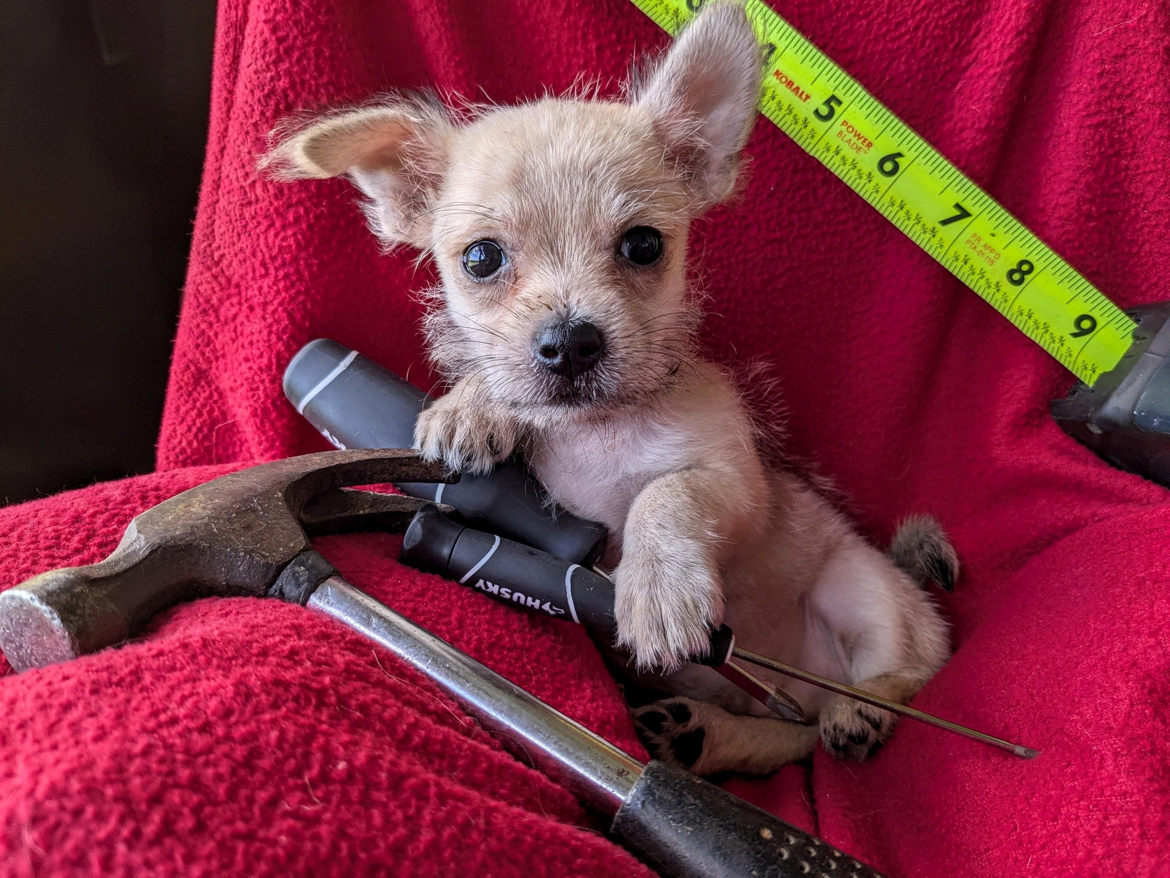 Anakin, a Adoptable mixed breed in Richmond, KY image 2/3