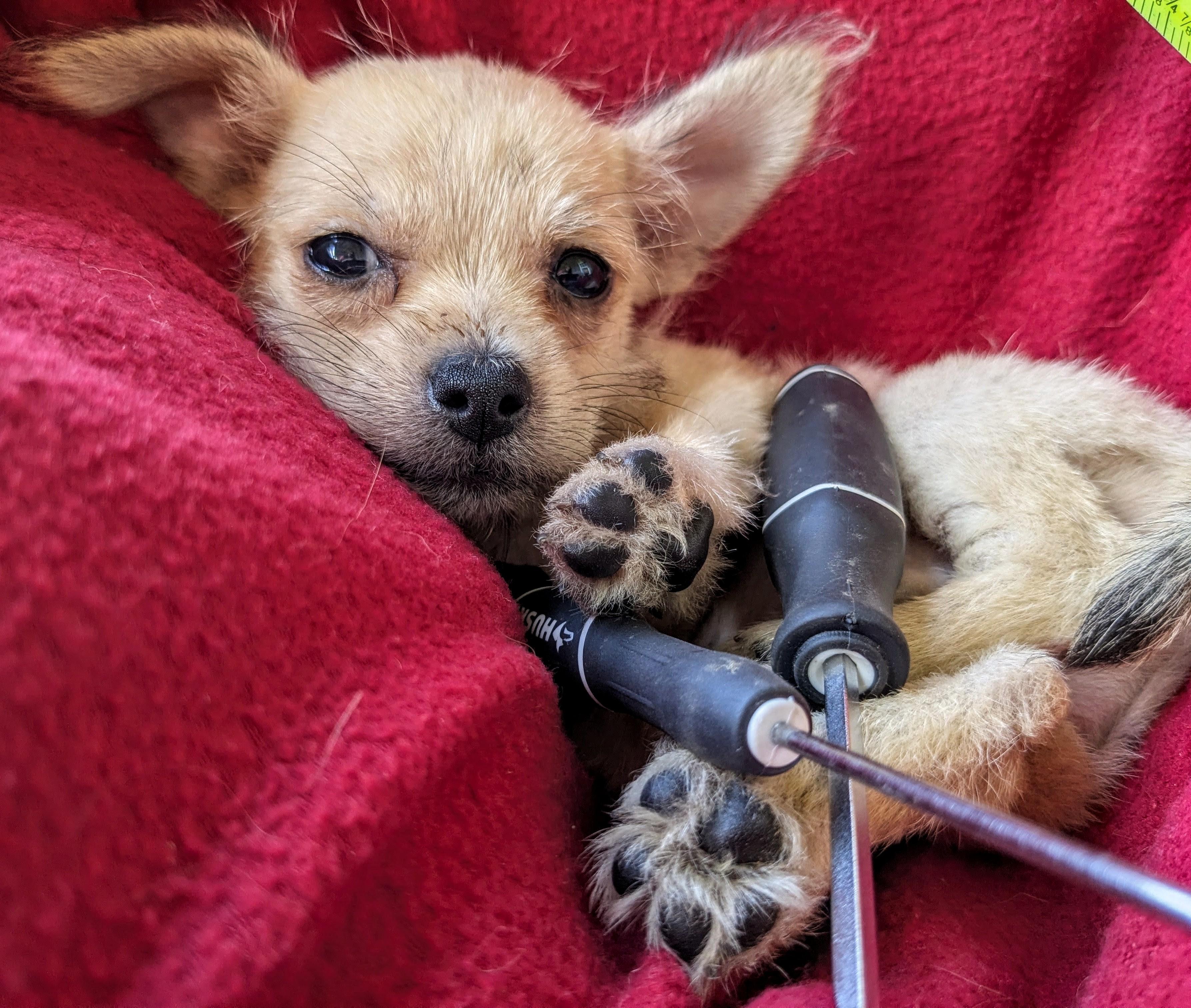 Anakin, a Adoptable mixed breed in Richmond, KY image 3/3