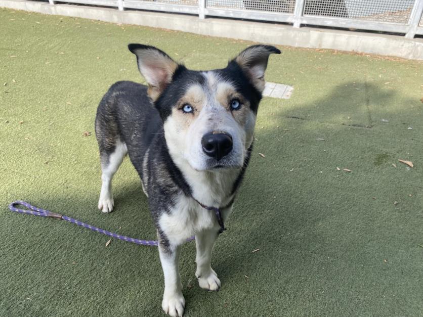 HARVY, Adoptable, Adult Male Husky & Mixed Breed.