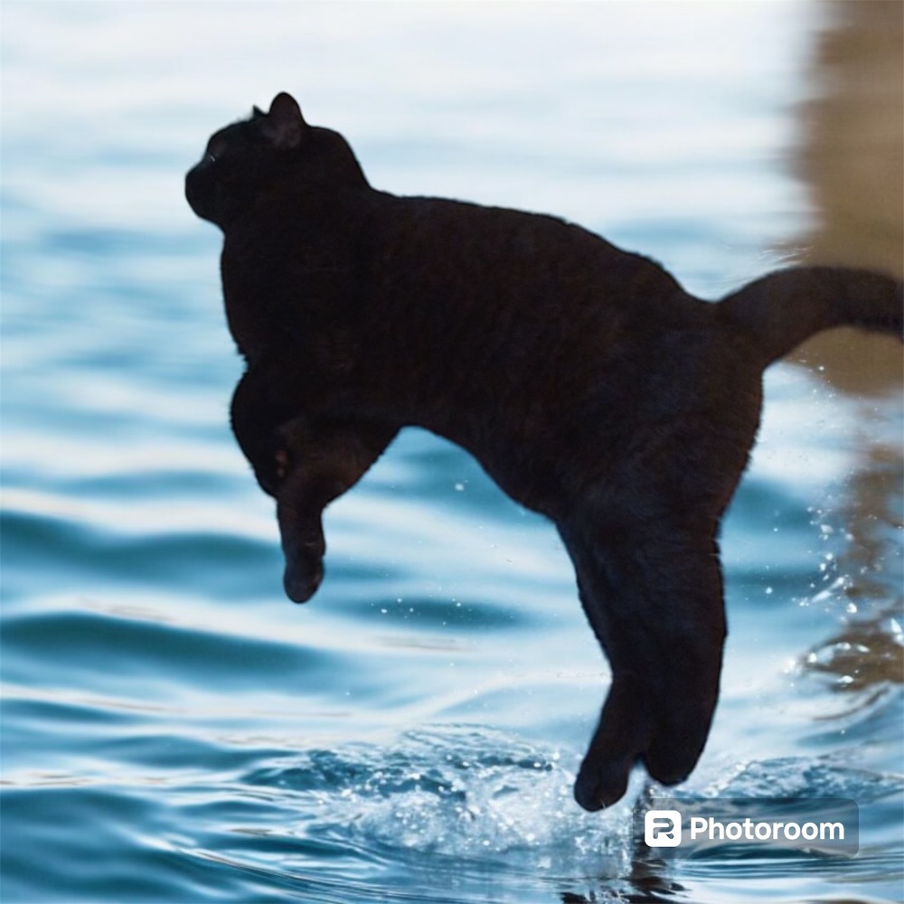 Dunkin, a Adopted Domestic Short Hair in Cranston, RI image 3/6