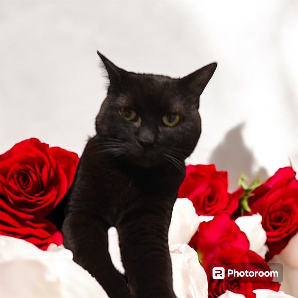 Dunkin, a Adopted Domestic Short Hair in Cranston, RI image 6/6