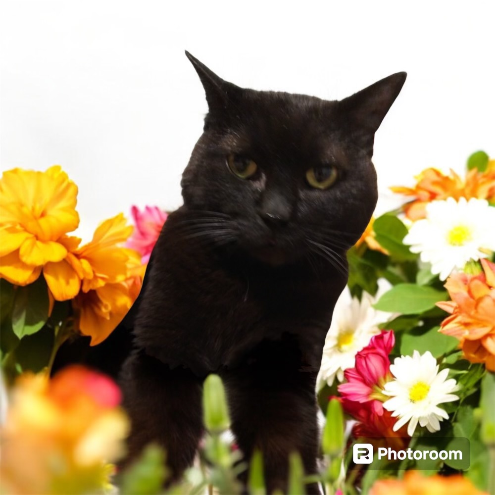 Dunkin, a Adopted Domestic Short Hair in Cranston, RI image 5/6