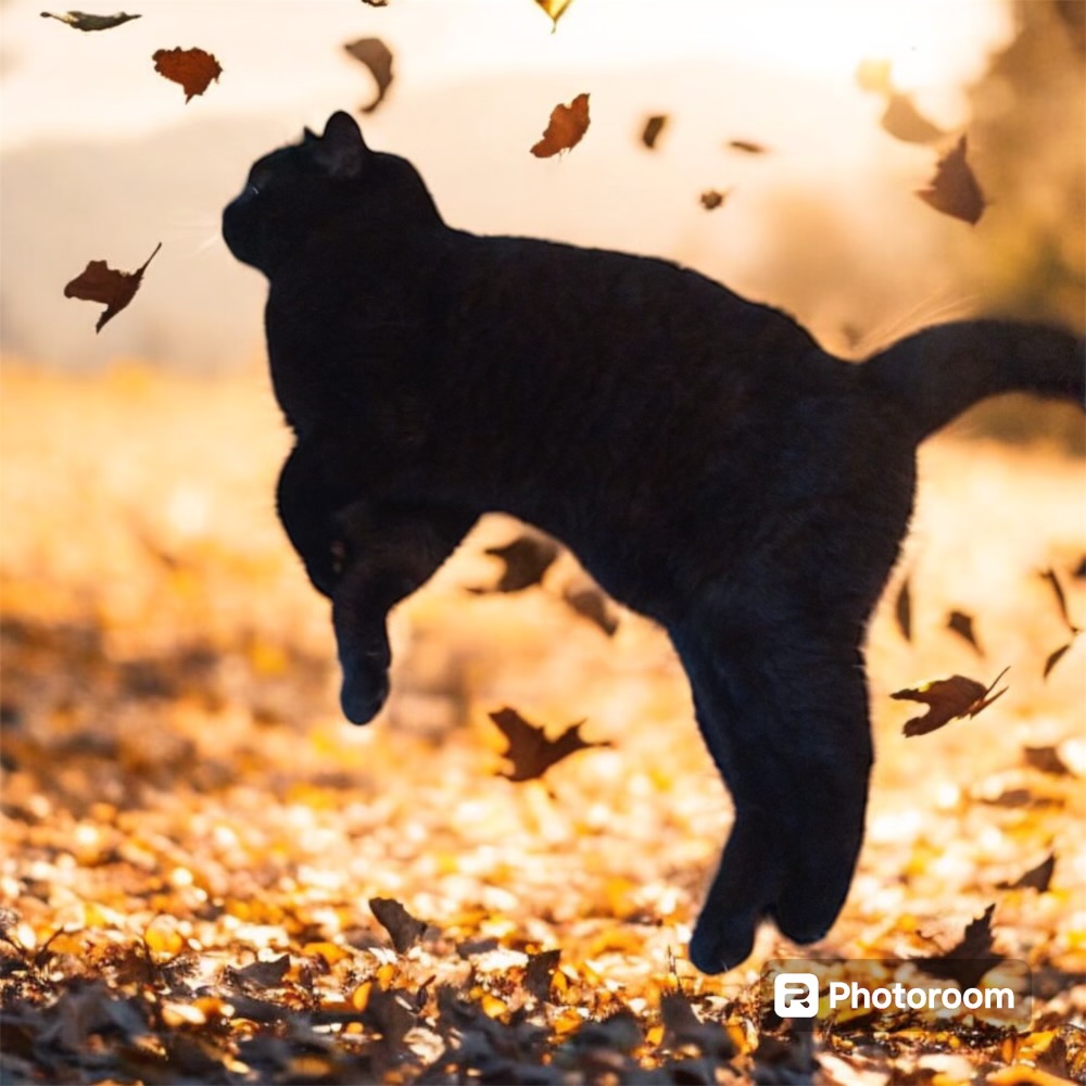 Dunkin, a Adopted Domestic Short Hair in Cranston, RI image 1/6