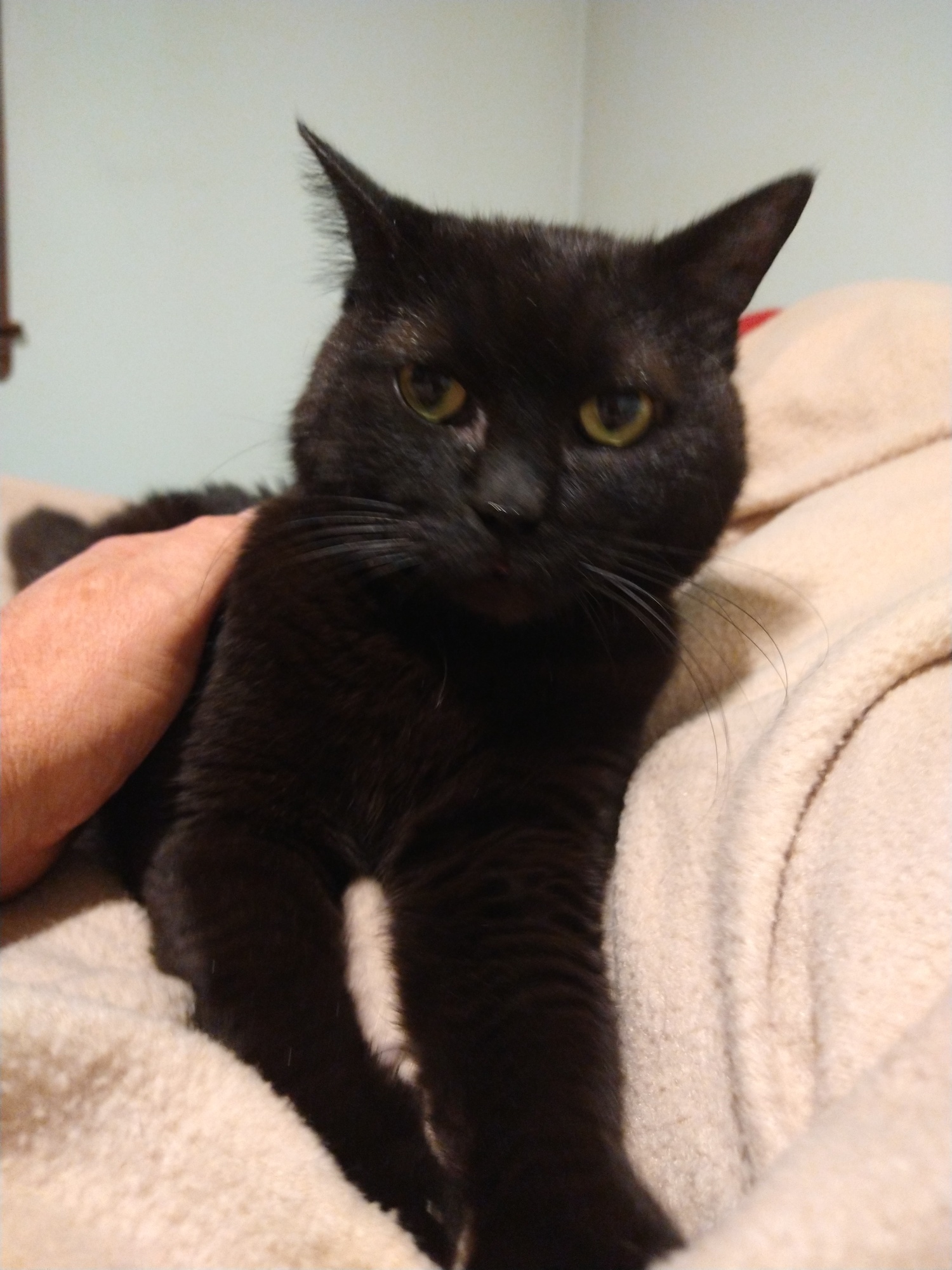 Dunkin, a Adopted Domestic Short Hair in Cranston, RI image 2/6