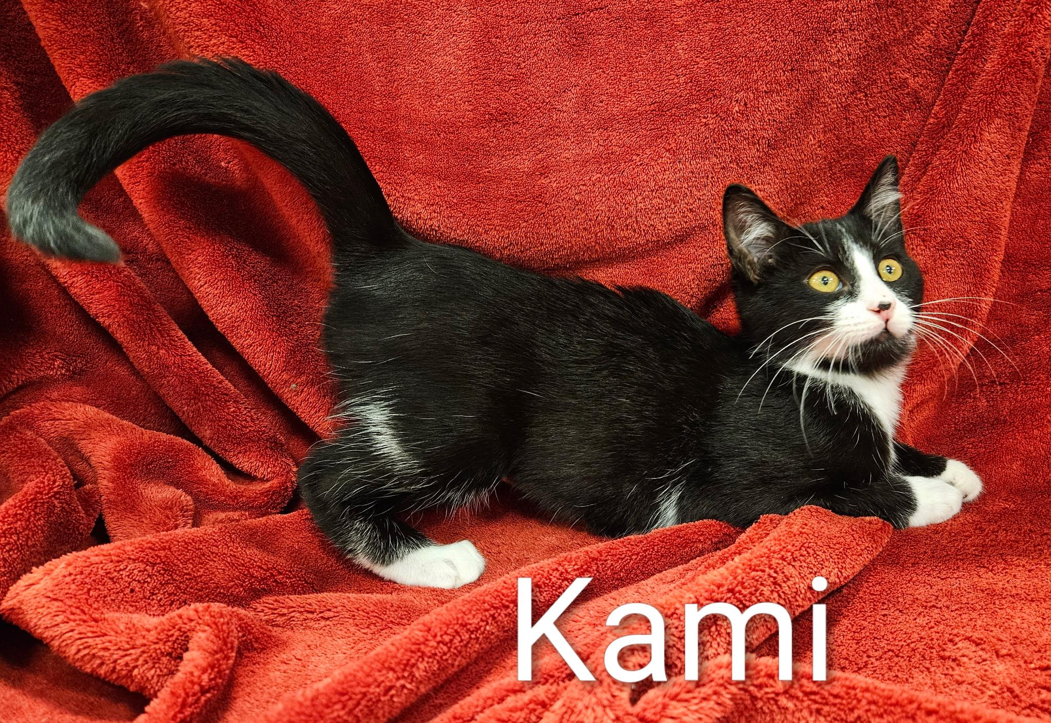 Kami - North Conroe Petsmart