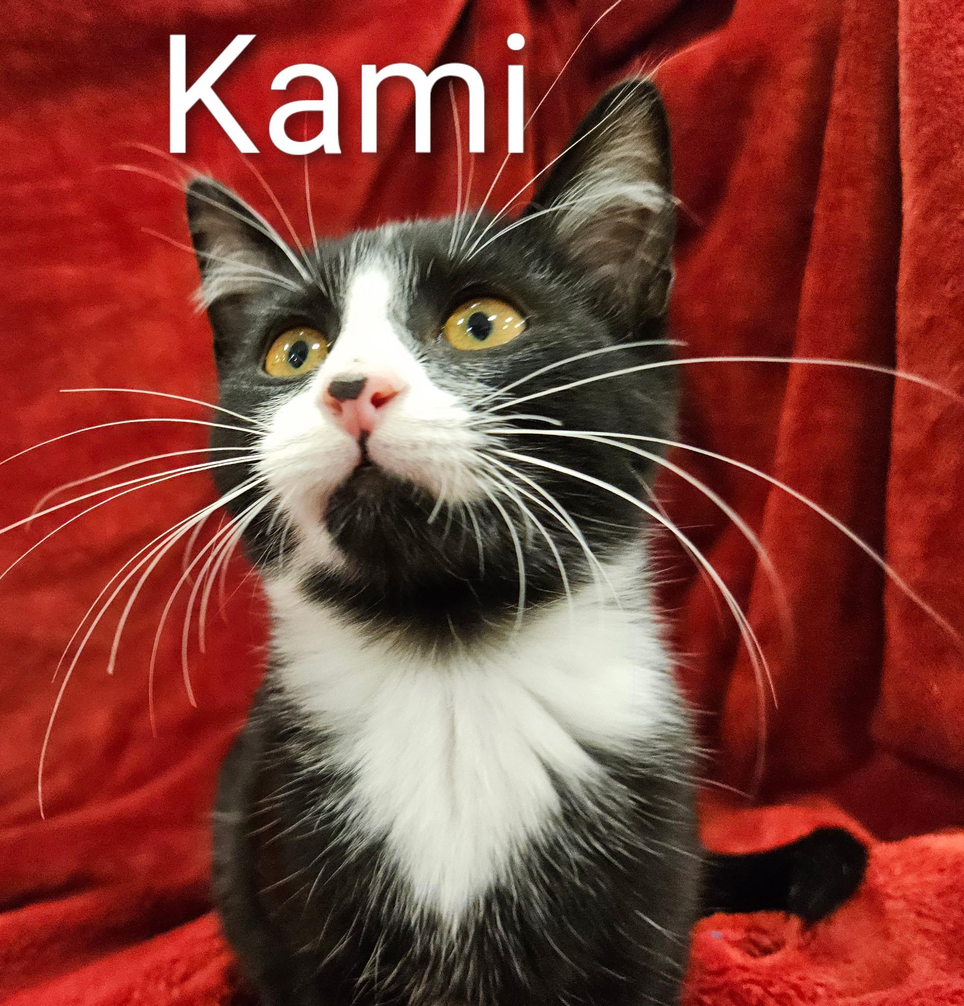 Kami - North Conroe Petsmart