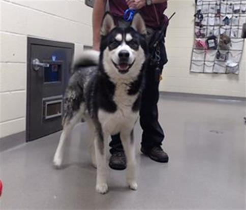 KODA, Adoptable, Young Male Siberian Husky.