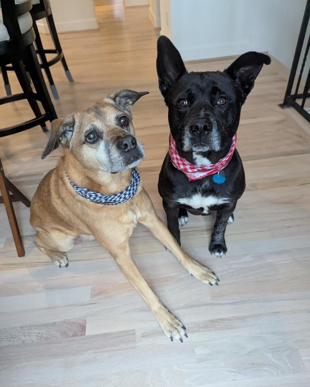 Buddy, a Adoptable mixed breed in Cypress, TX image 2/5