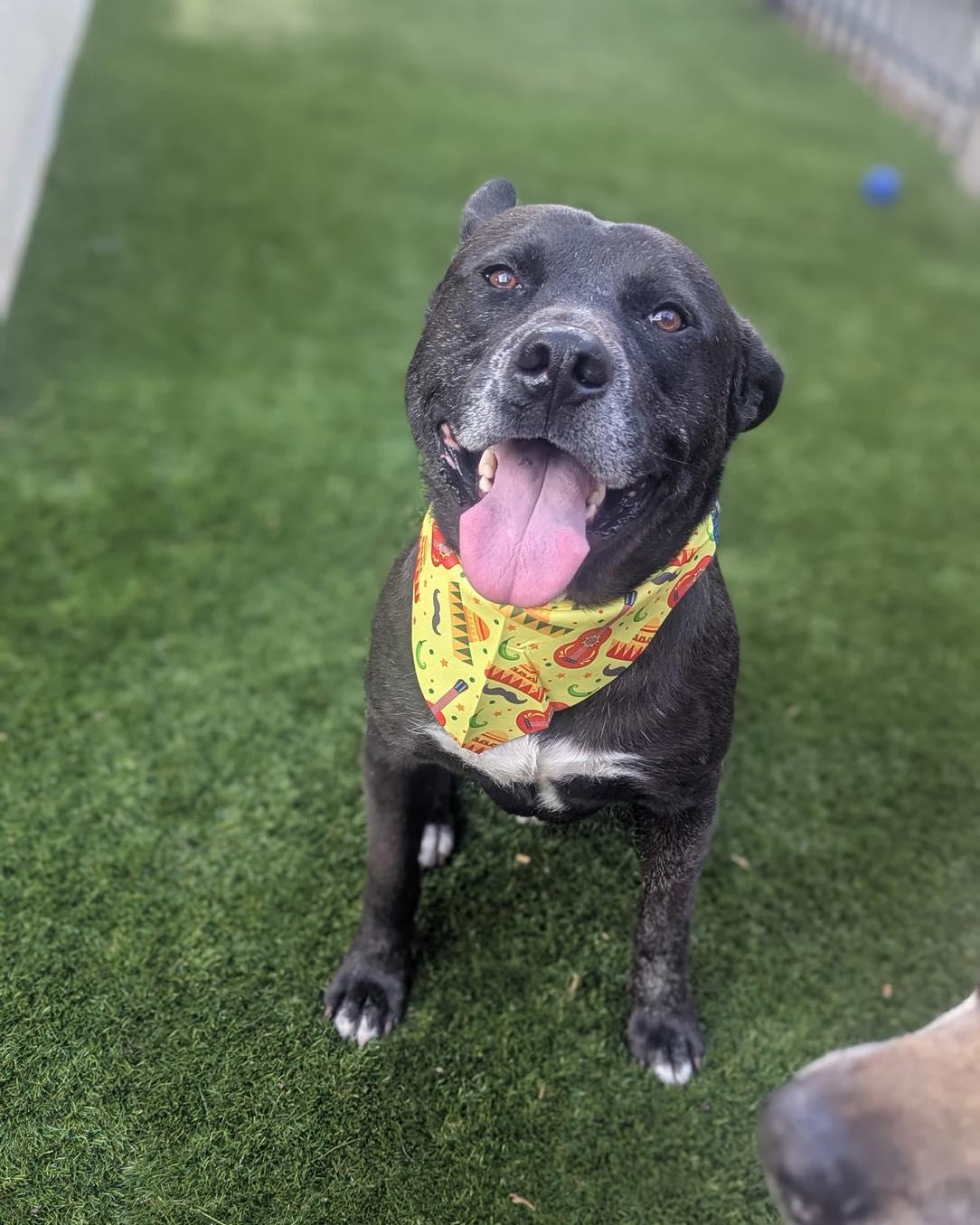 Buddy, a Adoptable mixed breed in Cypress, TX image 1/5