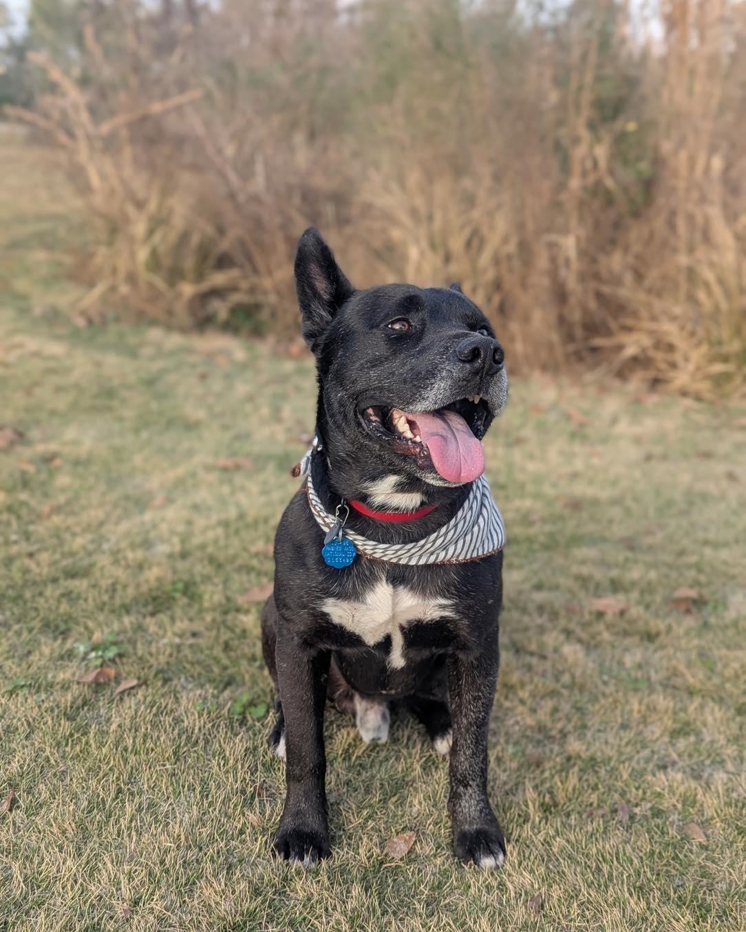 Buddy, a Adoptable mixed breed in Cypress, TX image 5/5