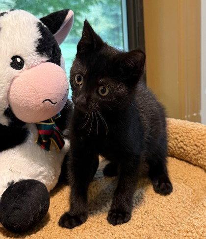 Enlarge Captain Cat Sparrow, a Adoptable Domestic Short Hair in Midland, VA image 1/1