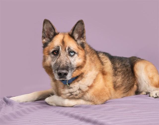 MONTANA, Adoptable, Adult Female German Shepherd Dog & Mixed Breed.