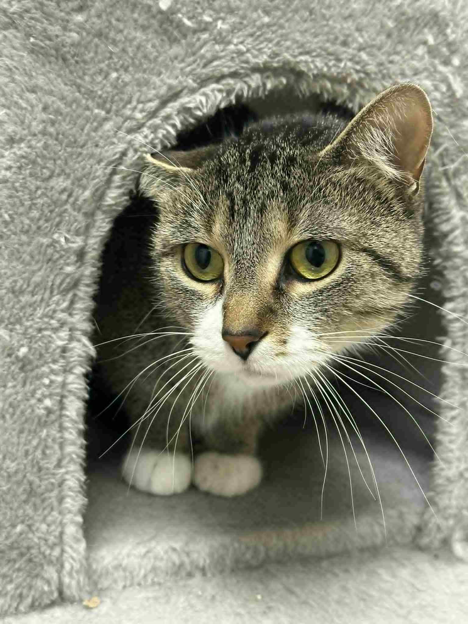 Florence, a Adoptable Domestic Short Hair in Mauston, WI image 2/2