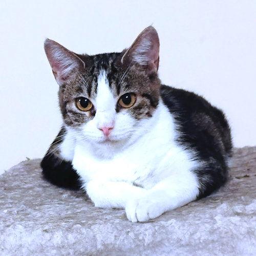 Enlarge Faith, a Adoptable Tabby in Rutherfordton, NC image 2/3