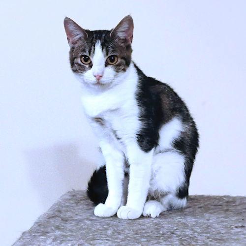 Enlarge Faith, a Adoptable Tabby in Rutherfordton, NC image 3/3