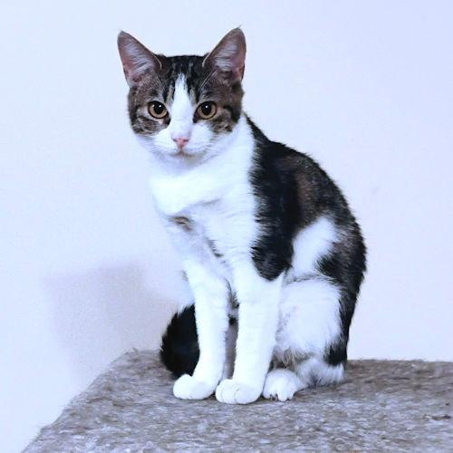 Faith, a Adoptable Tabby in Rutherfordton, NC image 1/3