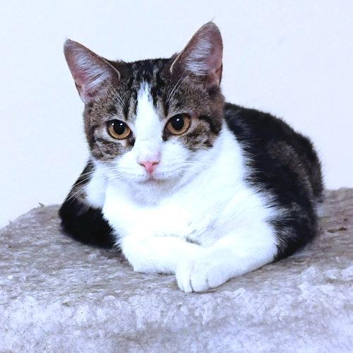 Faith, a Adoptable Tabby in Rutherfordton, NC image 2/3