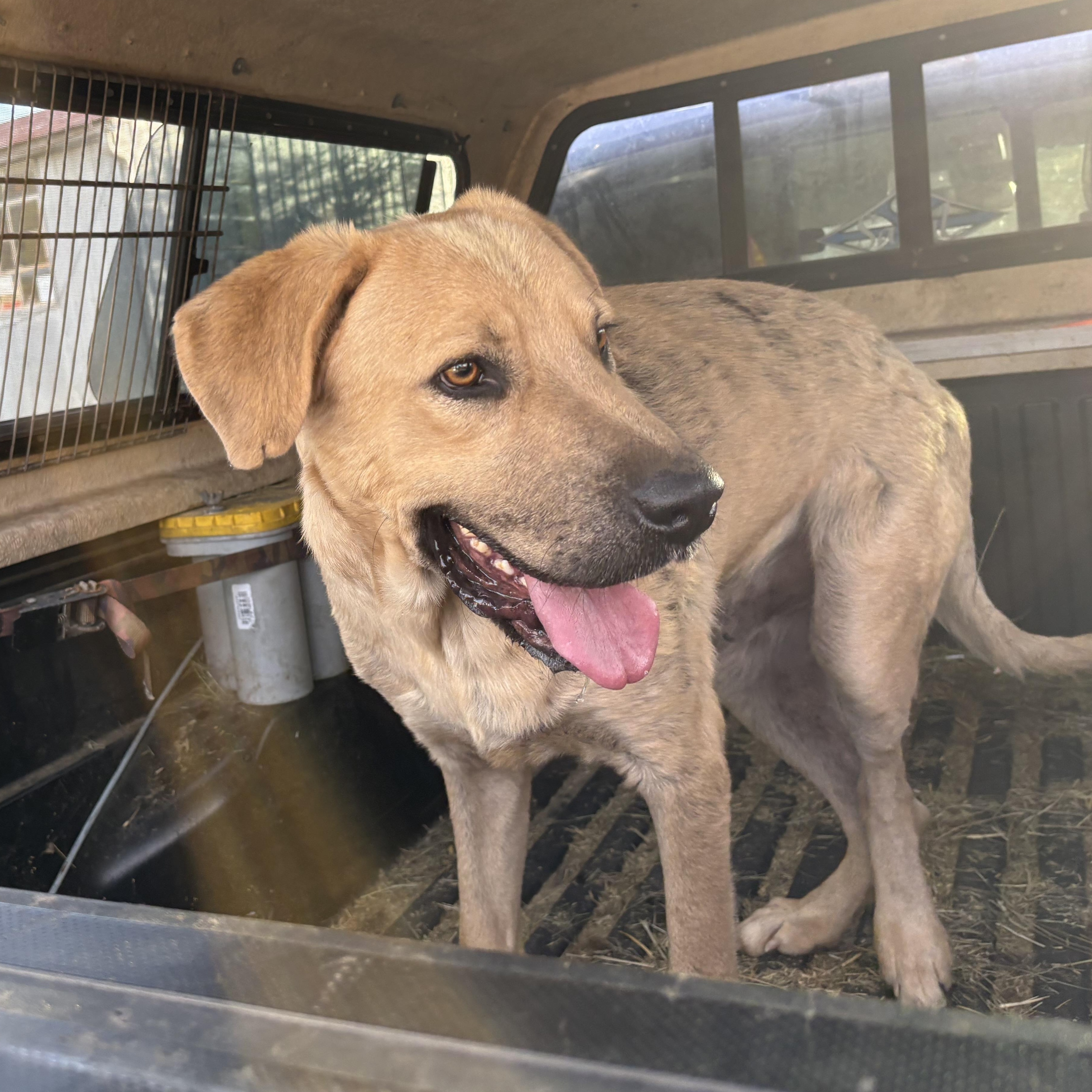Buddy , a Adoptable mixed breed in Oakland, CA image 2/6