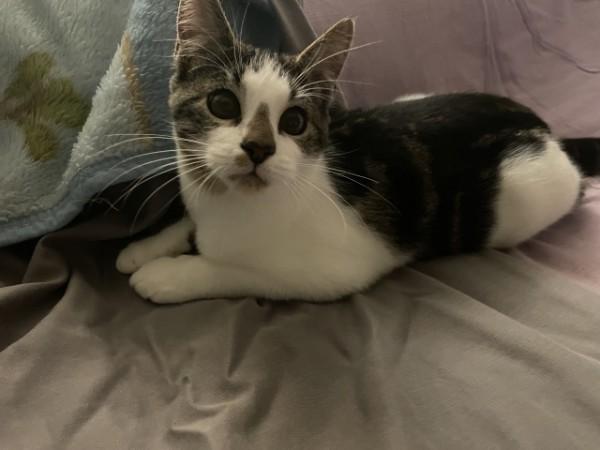 Enlarge Carlos (bunny fur baby), an adopted Domestic Short Hair in Watchung, NJ image 2/3